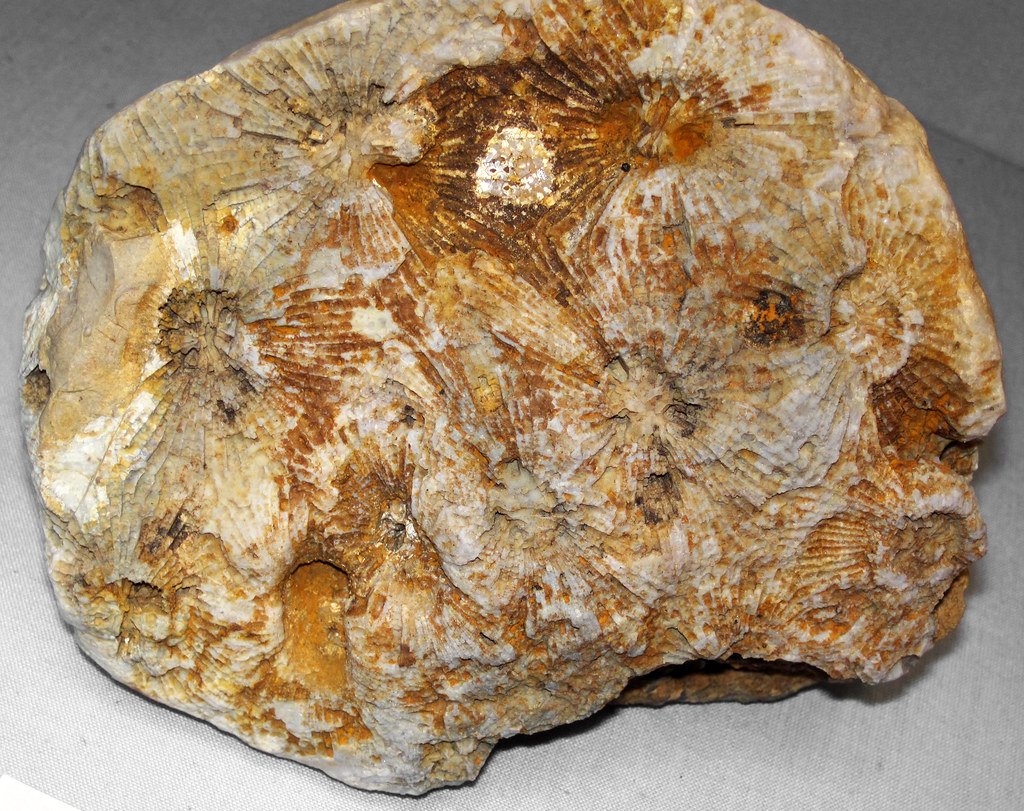 Conodont Elements: Tiny Teeth, Big Discoveries (image credits: flickr)