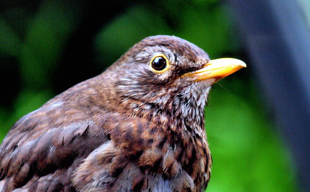 How Light Becomes Nature's Master Clock (image credits: flickr)