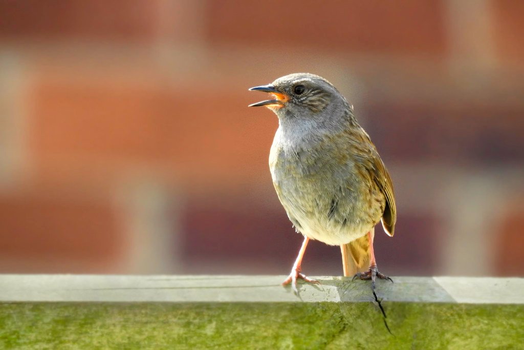 How Song Patterns Change Throughout the Day (image credits: flickr)