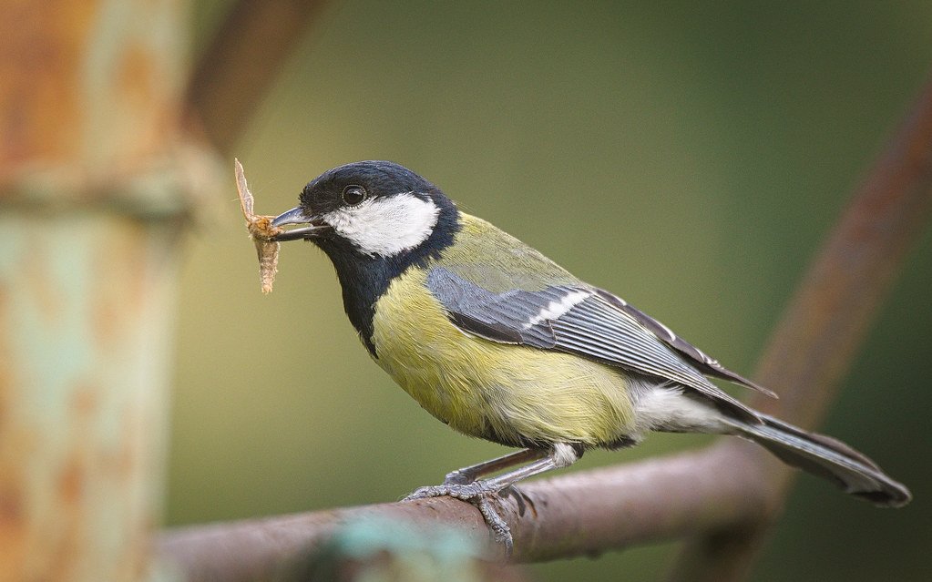 The Connection Between Food Availability and Activity Patterns (image credits: flickr)