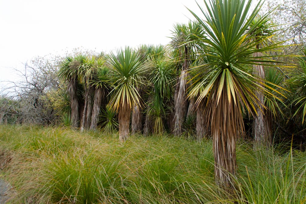 The Foundation of Traditional Ecological Knowledge (image credits: flickr)