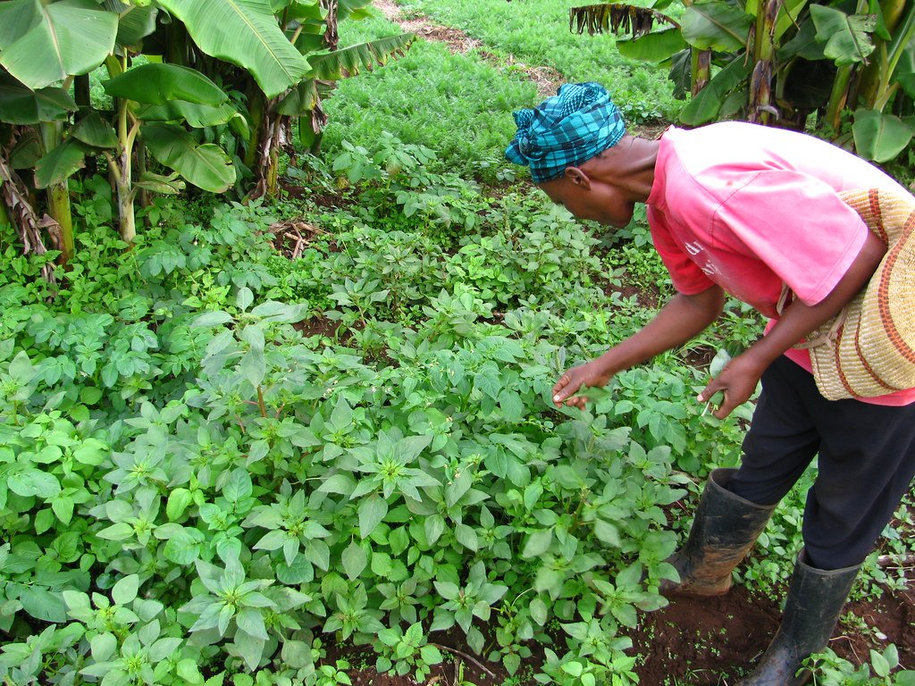 Sustainable Harvesting Practices That Build Ecosystem Health (image credits: flickr)