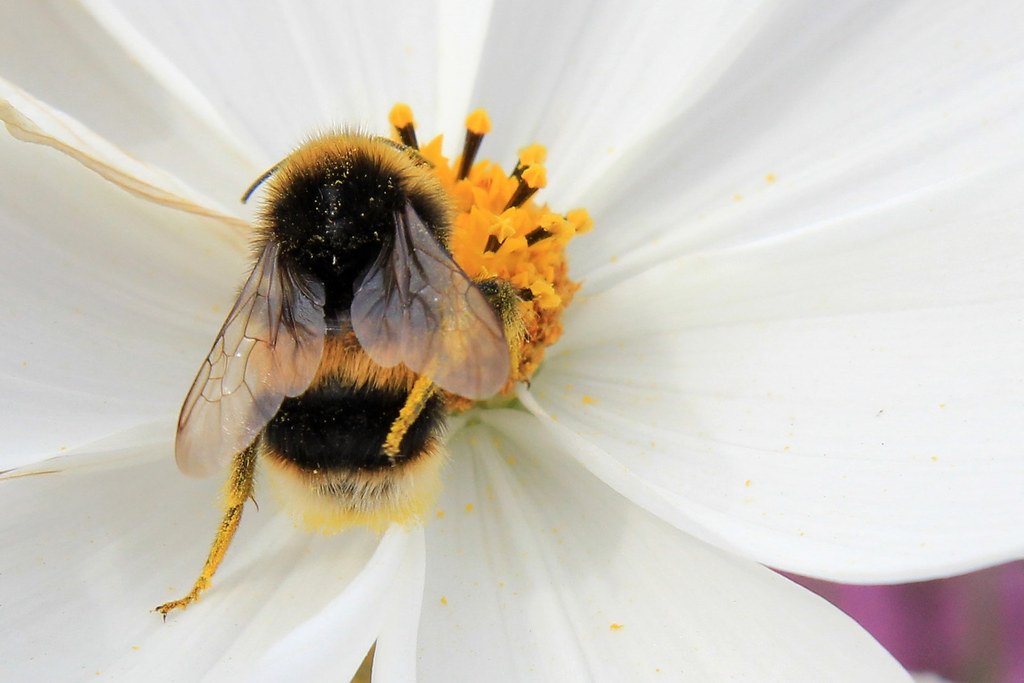 Insects: The Ultimate Time Management Experts (image credits: flickr)