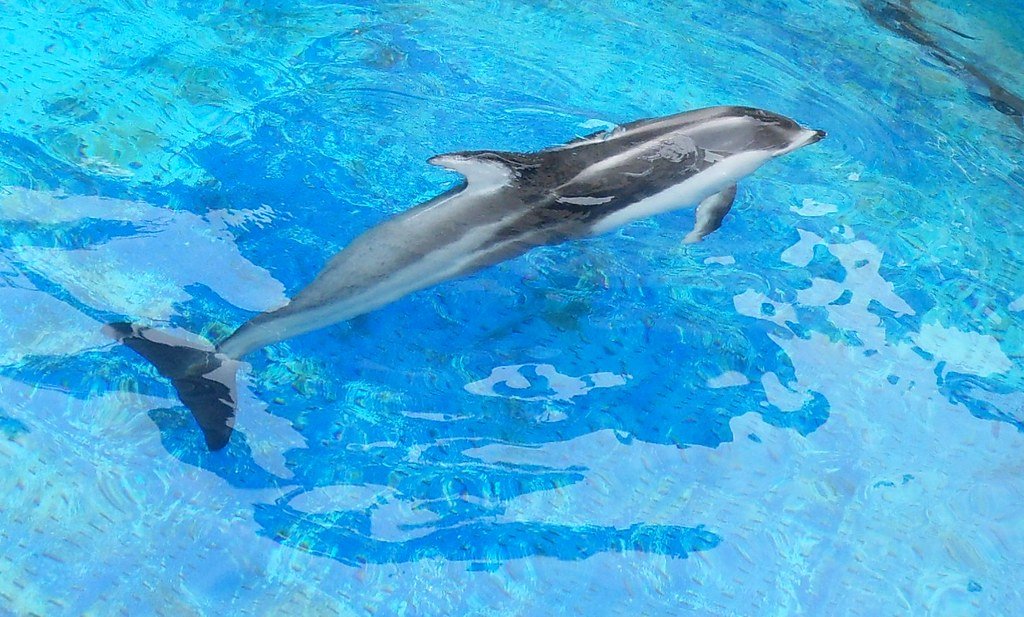 Mammals and Their Flexible Schedules (image credits: flickr)