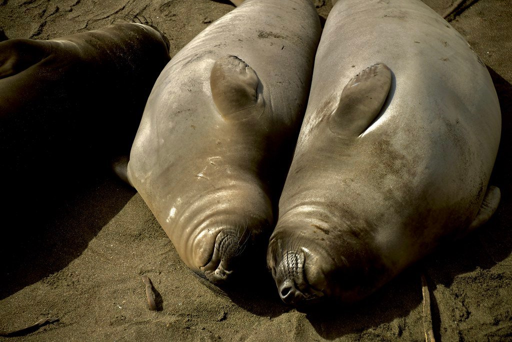 The Mystery of the Missing Marine Mammals (image credits: flickr)