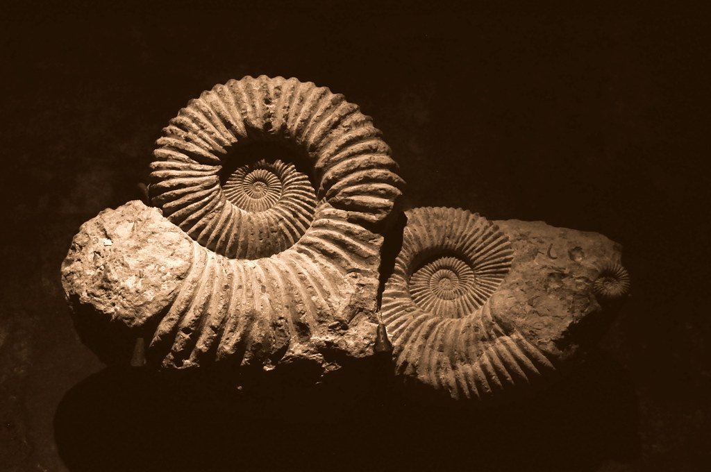 Illegal Fossil Hunting in the Underground (image credits: flickr)
