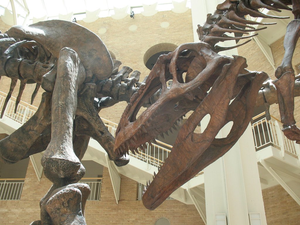 Ancient Predator-Prey Relationships Preserved in Stone (image credits: flickr)
