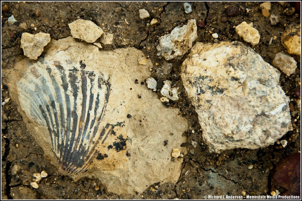 Unexpected Discoveries in Construction Sites (image credits: flickr)