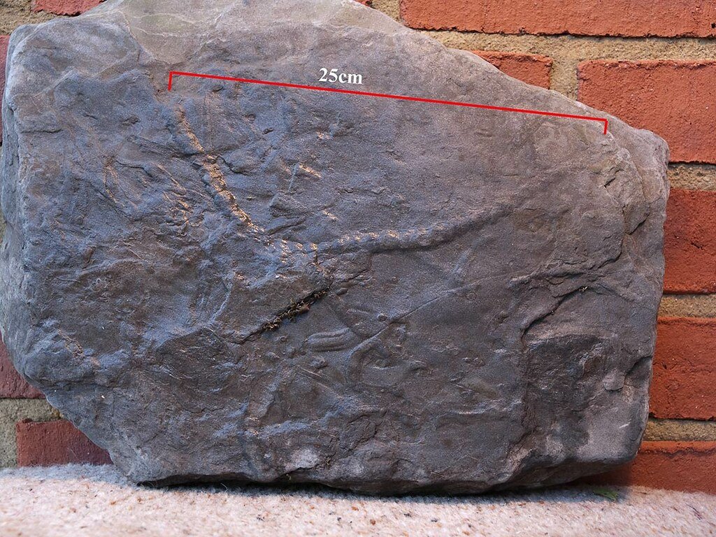 Preservation Techniques That Lasted Millions of Years (image credits: flickr)