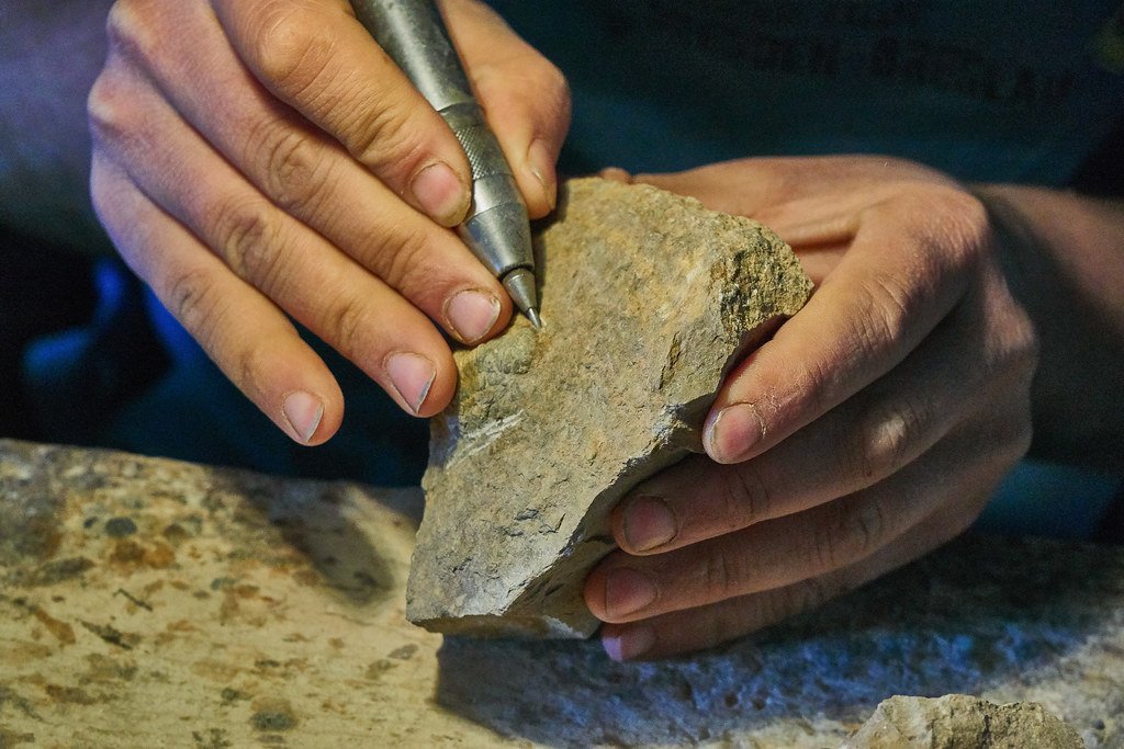 Educational Programs Bringing Fossils to the Public (image credits: flickr)