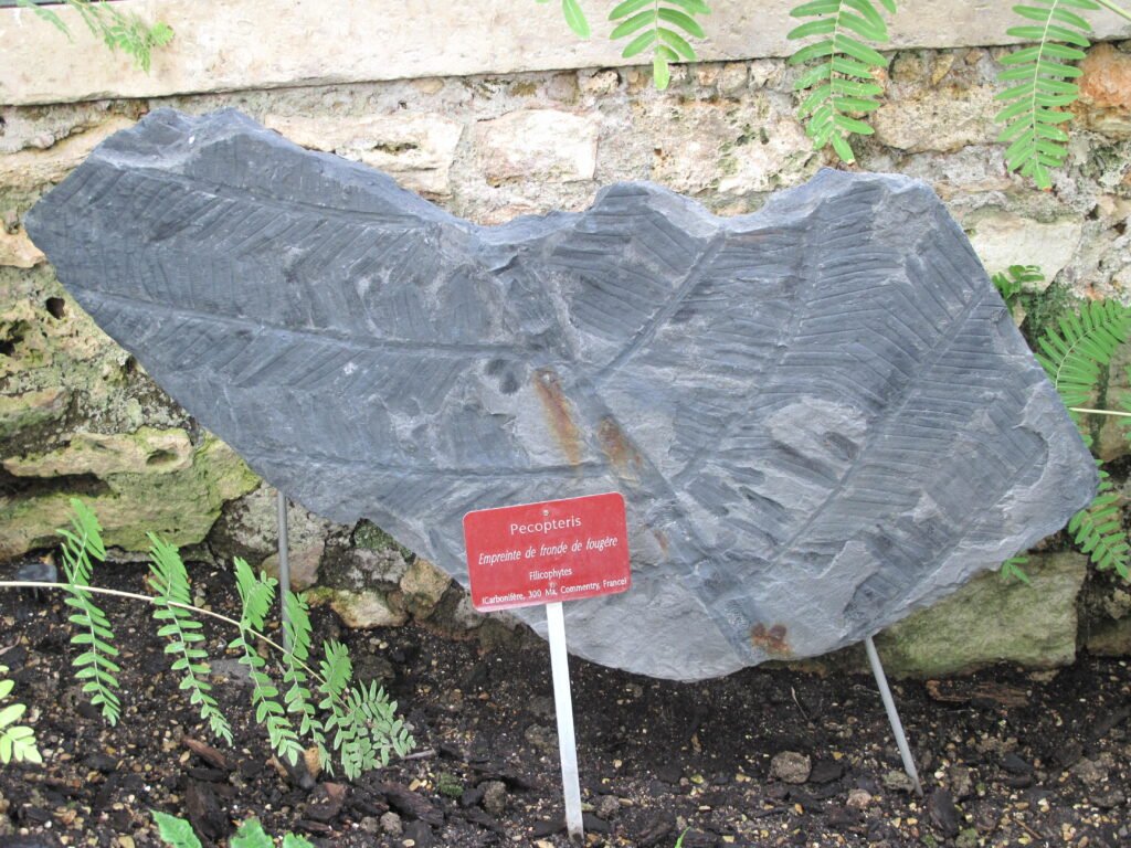 International Significance of Parisian Fossils