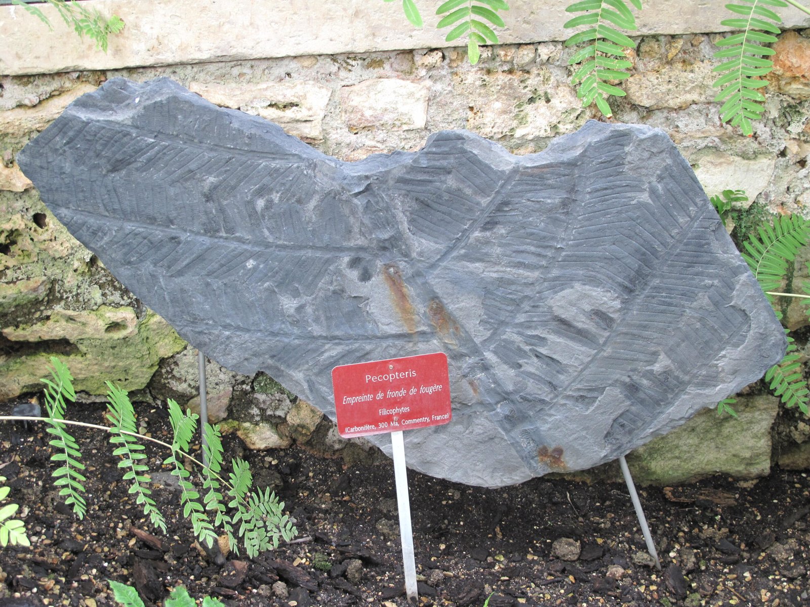 International Significance of Parisian Fossils (image credits: wikimedia)