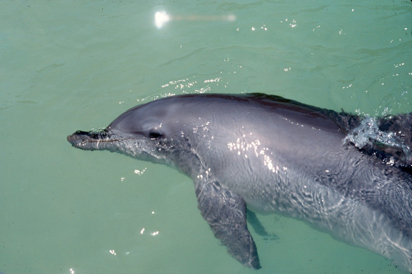 Echolocation: Nature's Perfect Sonar System (image credits: wikimedia)