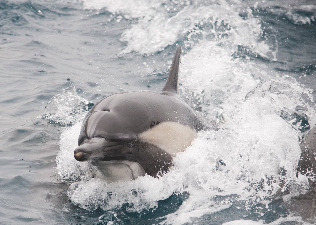 Harbor Defense and Perimeter Security (image credits: flickr)