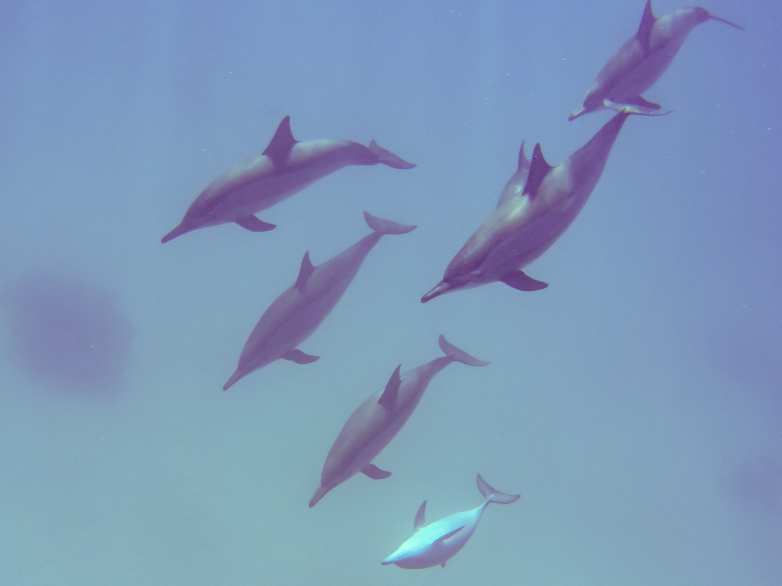 Mine Detection and Underwater Ordnance Recovery (image credits: wikimedia)