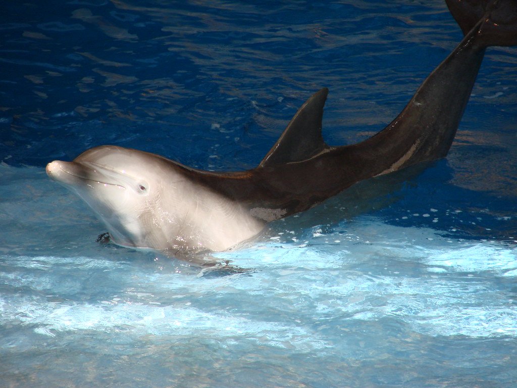 Training Programs and Behavioral Conditioning (image credits: flickr)