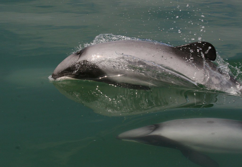 Communication Systems Between Dolphins and Handlers (image credits: flickr)