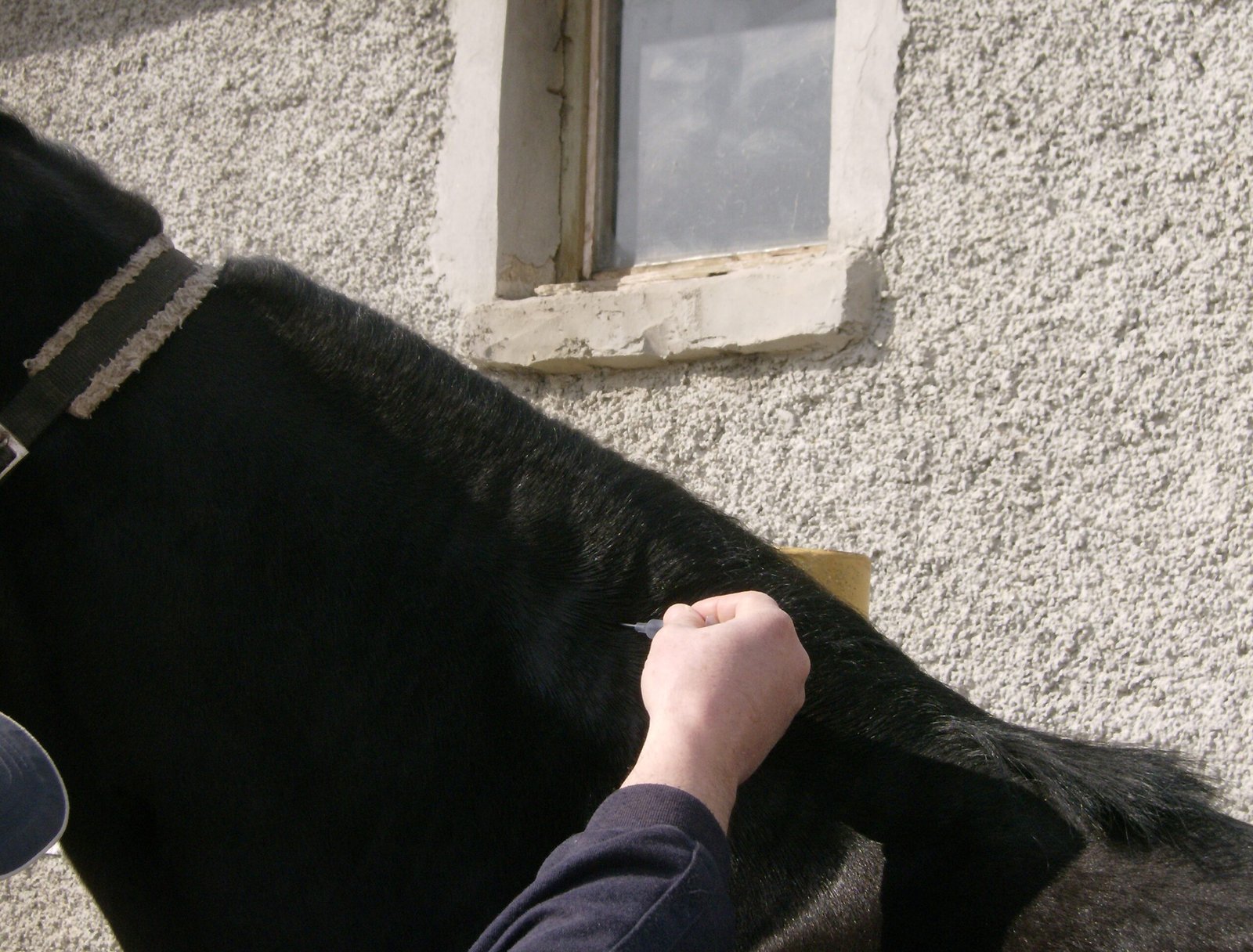 When Collars Fail, Microchips Deliver (image credits: wikimedia)