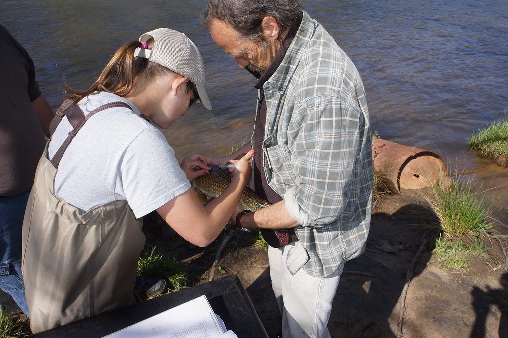 The Hidden Environmental Impact of Lost Pets (image credits: flickr)