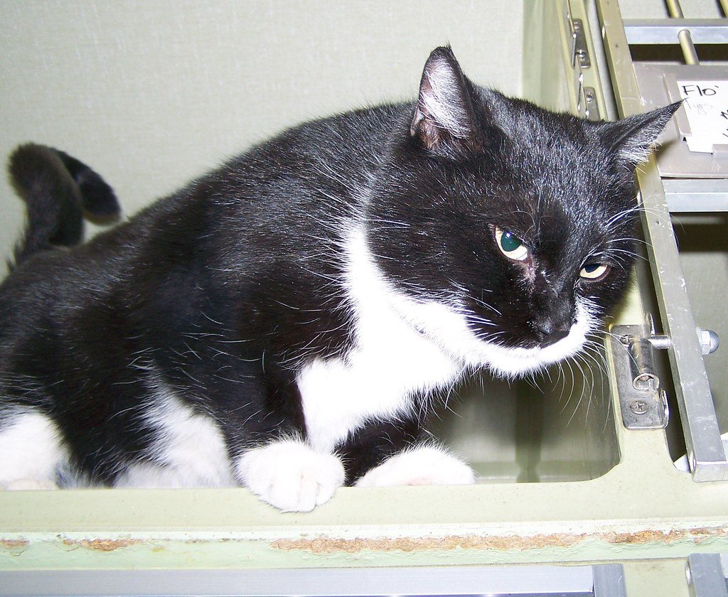 The Surprising Role in Disaster Response (image credits: flickr)