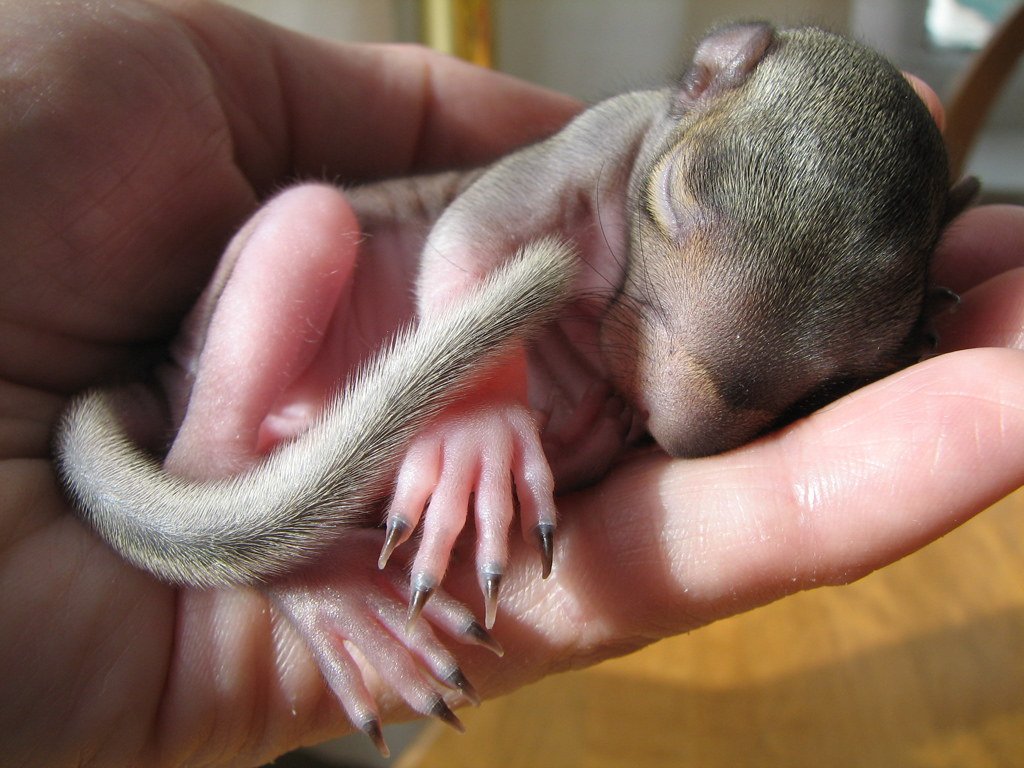 Wildlife Rehabilitation Centers as Unexpected Heroes (image credits: flickr)