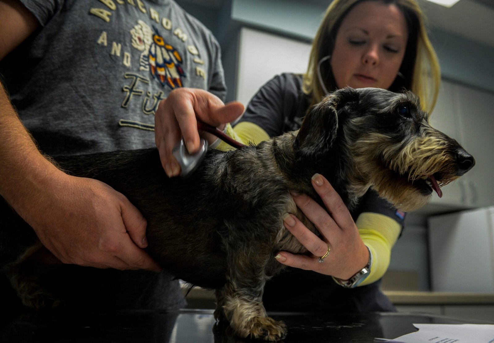 The International Pet Passport Revolution (image credits: wikimedia)