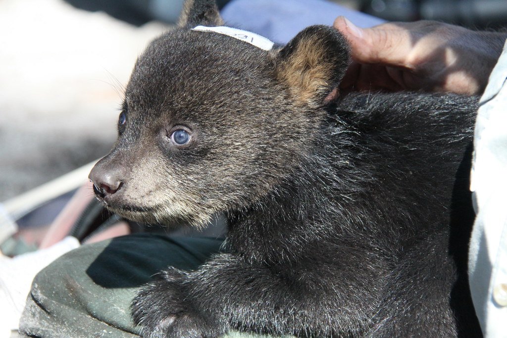 A Simple Choice With Lasting Impact (image credits: flickr)