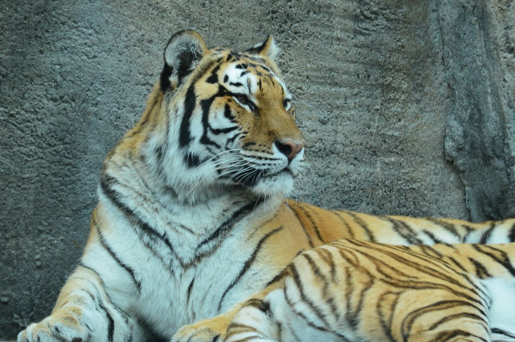 Understanding Animal Cognition in Captivity (image credits: flickr)