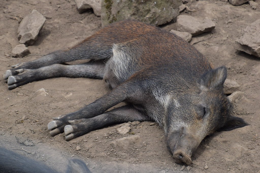 The Psychology of Boredom in Wild Animals (image credits: flickr)