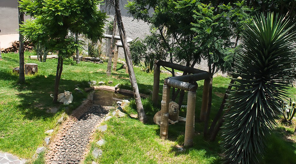 Physical Enrichment: Recreating Natural Habitats (image credits: wikimedia)