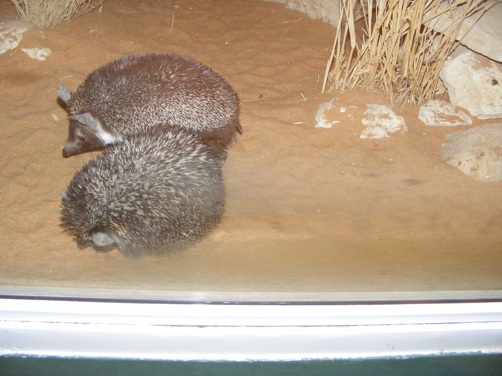 Sensory Enrichment: Engaging All Five Senses (image credits: wikimedia)