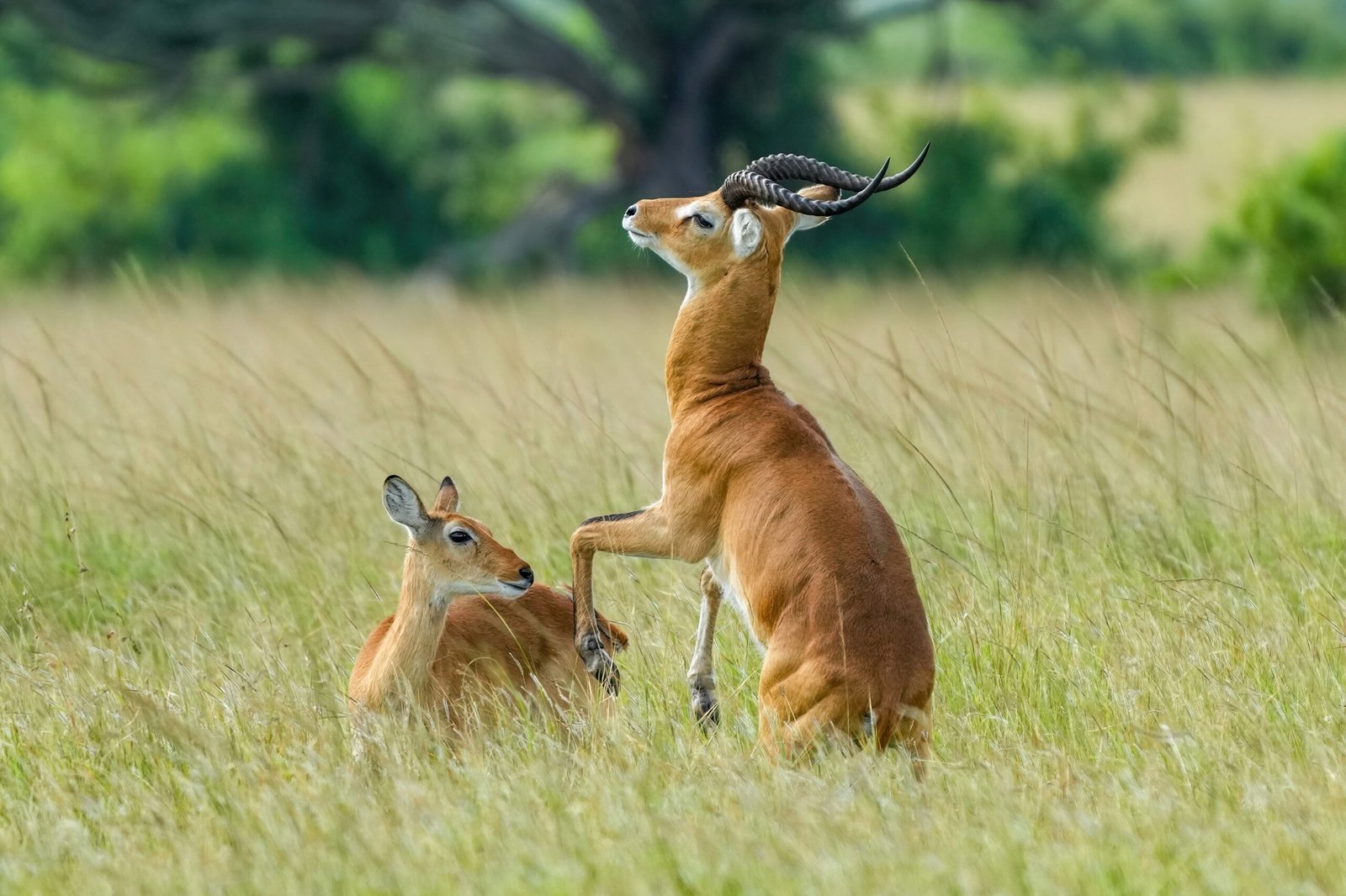 Breeding and Parental Enrichment (image credits: wikimedia)