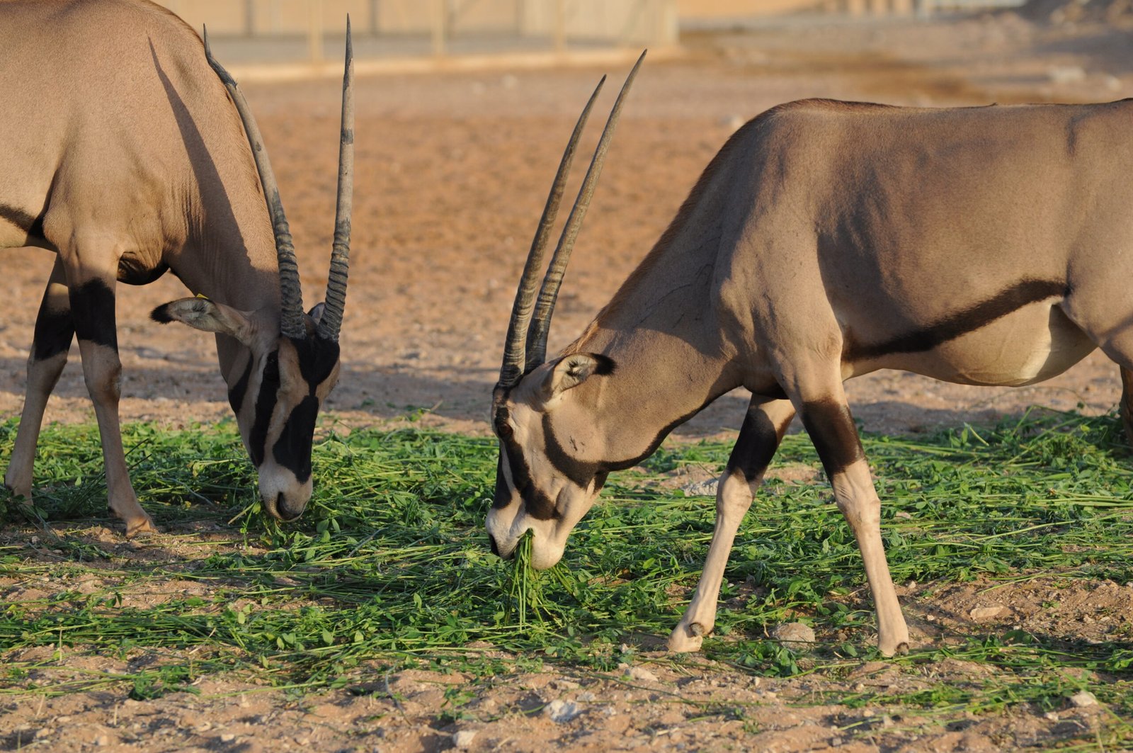 Cross-Species Enrichment and Mixed Exhibits (image credits: wikimedia)