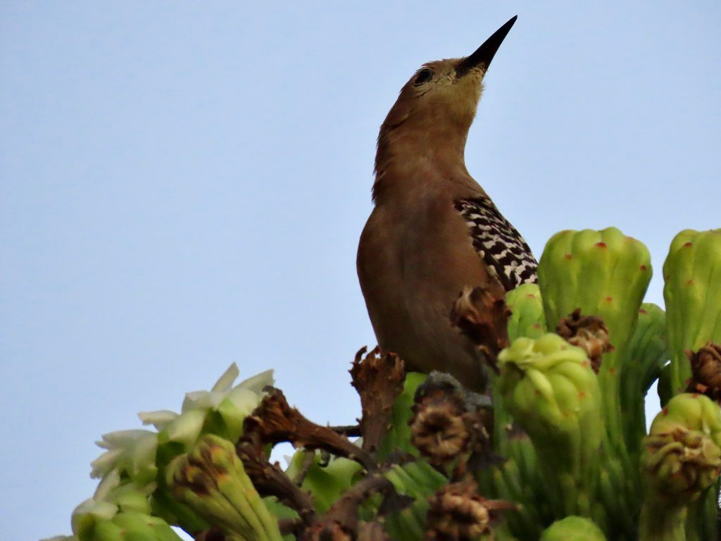 Territorial Battles: Why Dawn is Prime Real Estate Time (image credits: flickr)