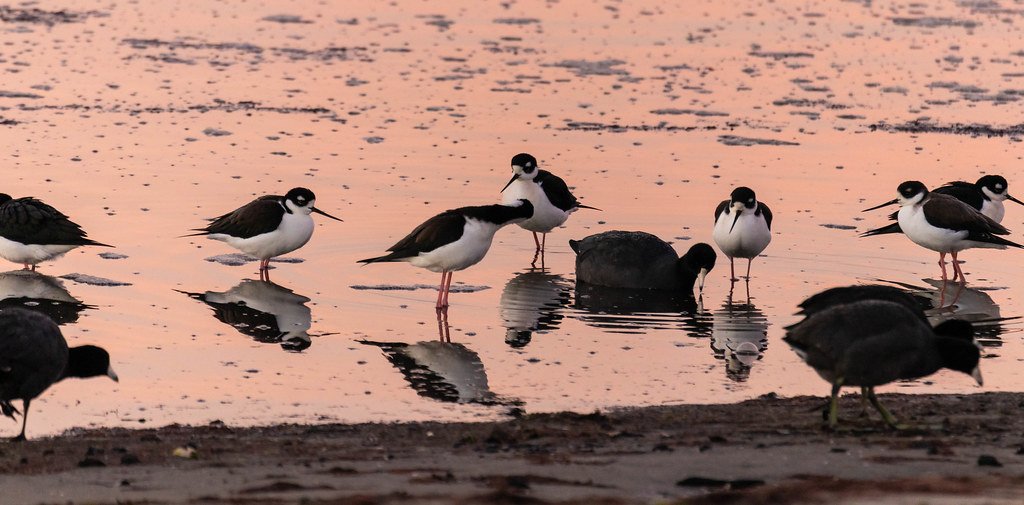 Seasonal Variations: How Dawn Singers Adapt to Changing Light (image credits: flickr)