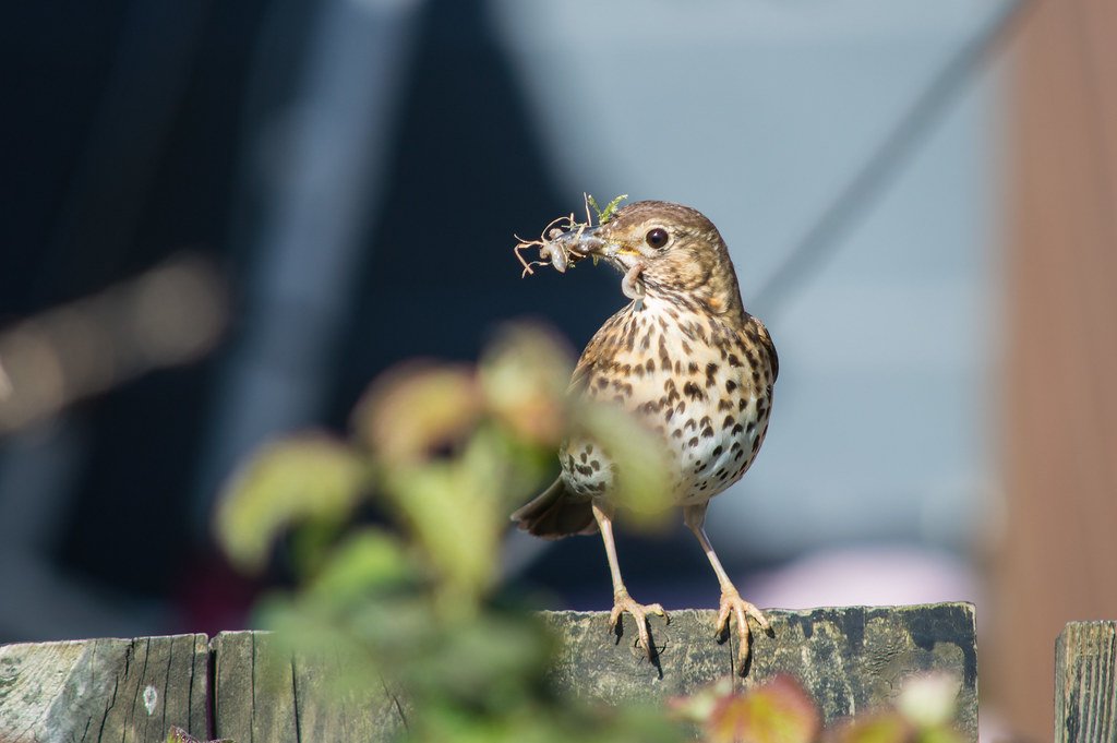 Physiological Adaptations: Built for Early Rising (image credits: flickr)