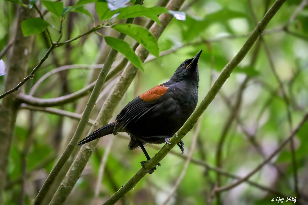 Foraging Strategies: The Early Bird's Menu (image credits: flickr)