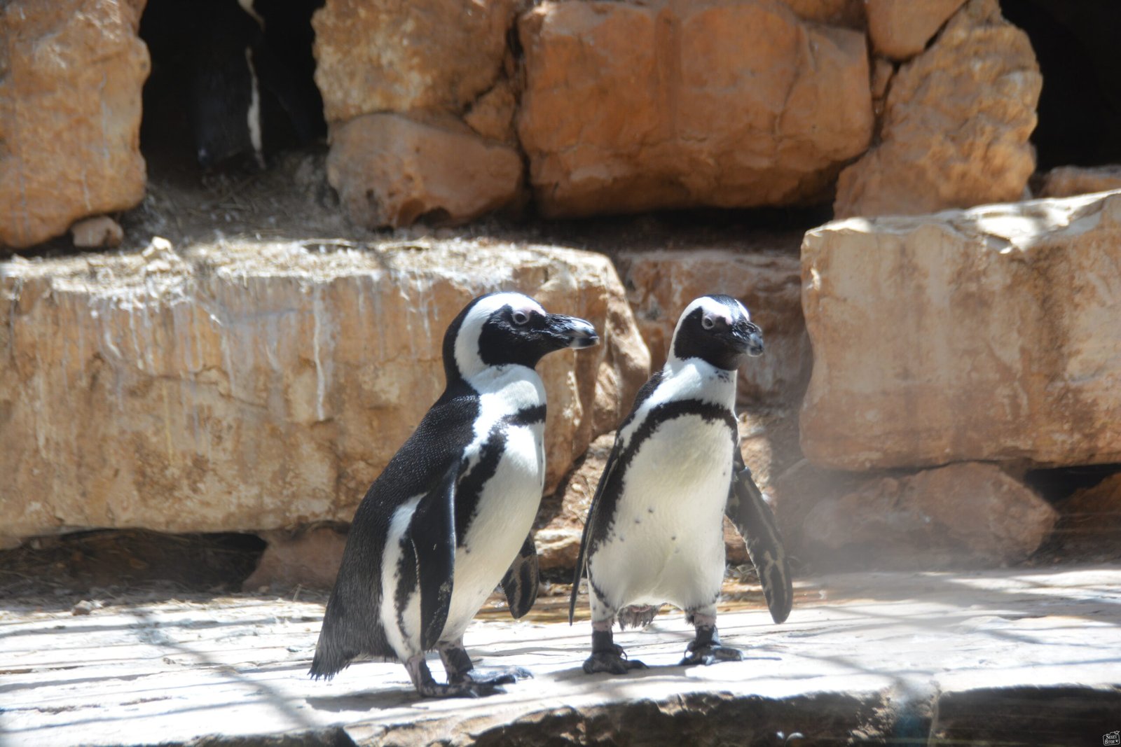 The Digital Zoo Experience (image credits: wikimedia)