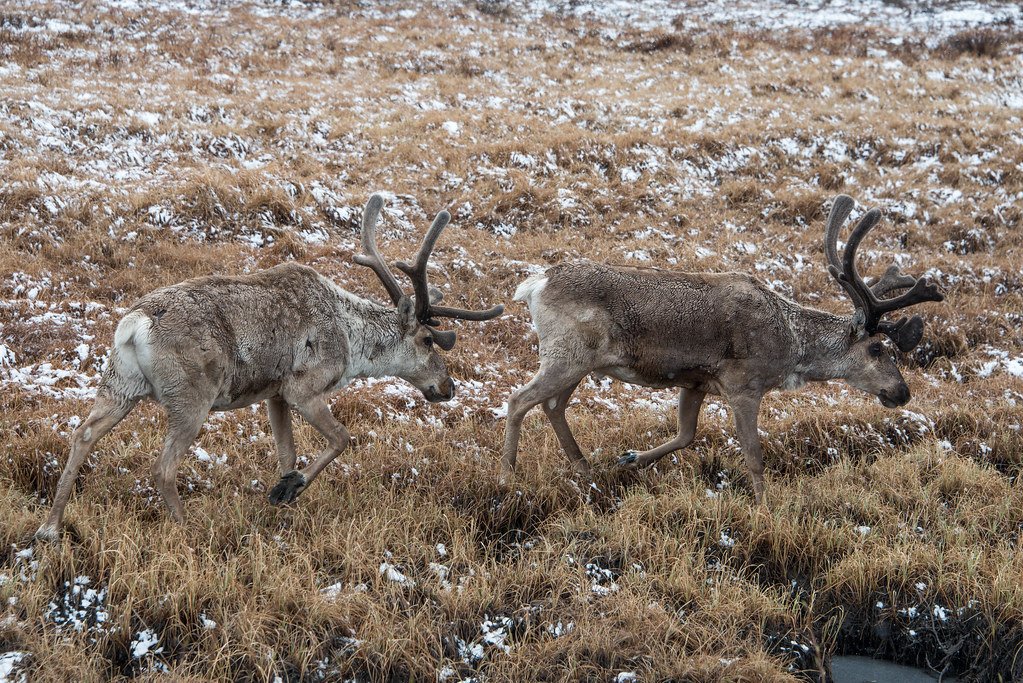 The Arrival of Iconic Canadian Species (image credits: flickr)
