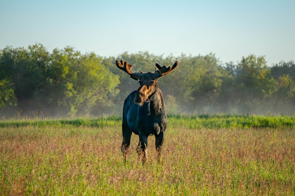 Birth of the Modern Moose (image credits: flickr)