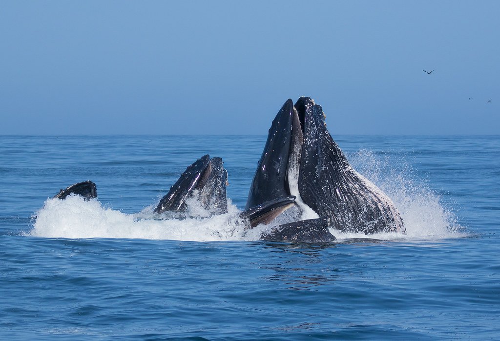 Marine Giants of the Atlantic and Pacific (image credits: flickr)