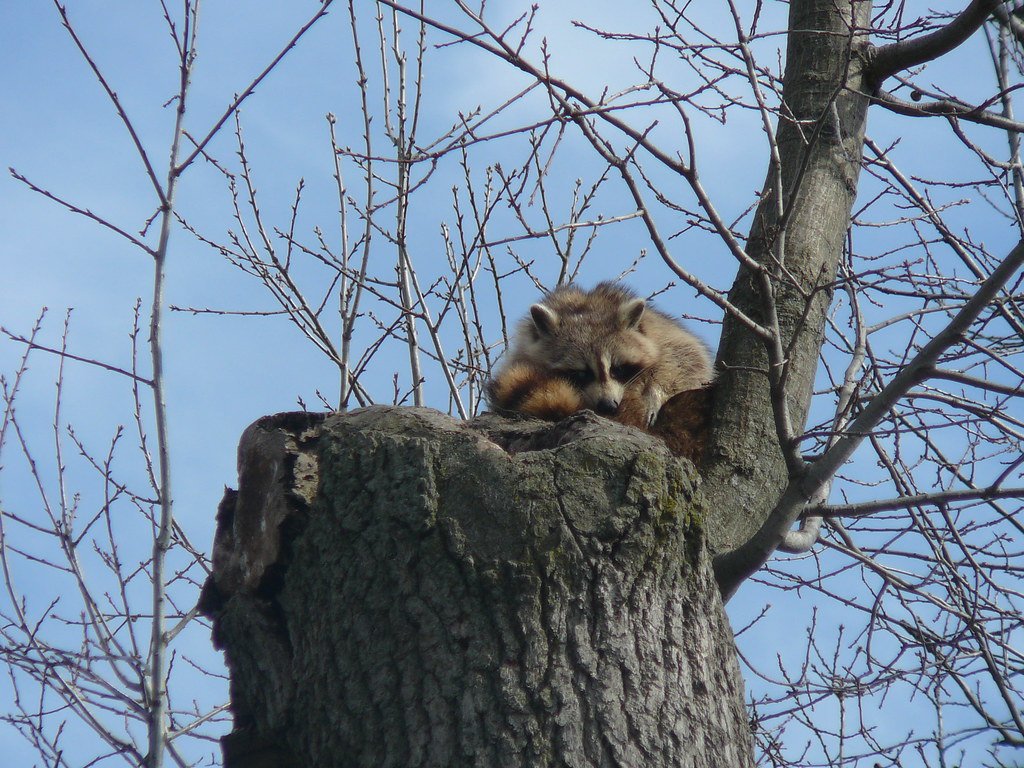 Urban Wildlife: Adapting to Human Landscapes (image credits: flickr)