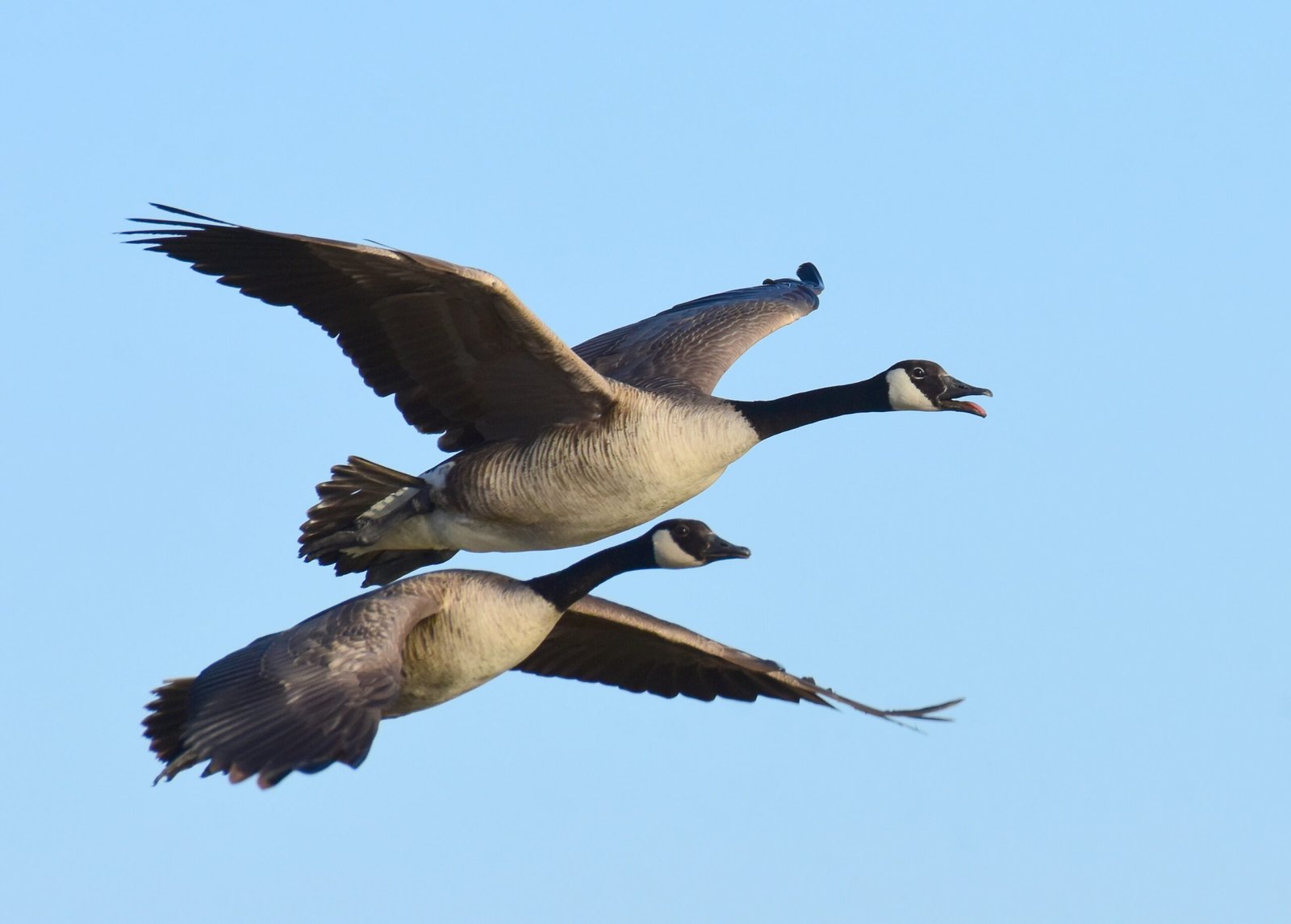 The Next Chapter in Canada's Natural Story (image credits: wikimedia)
