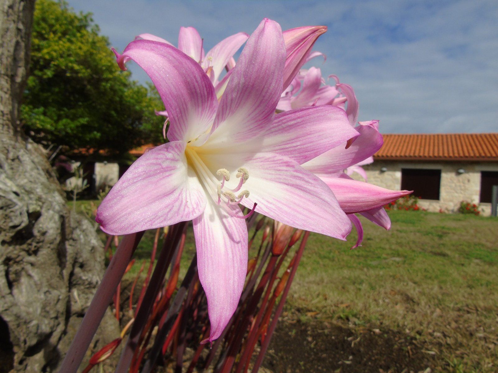 Belladonna: Beauty's Deadly Secret (image credits: wikimedia)