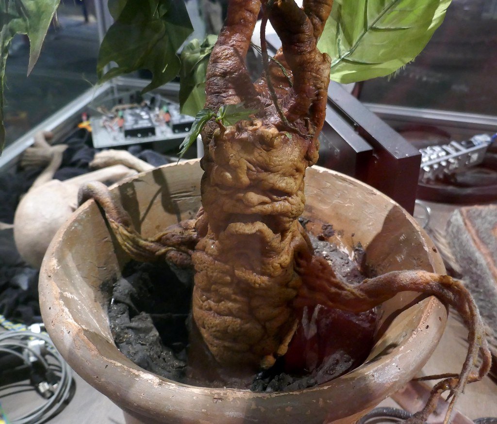 Mandrake: The Screaming Root of Power (image credits: flickr)