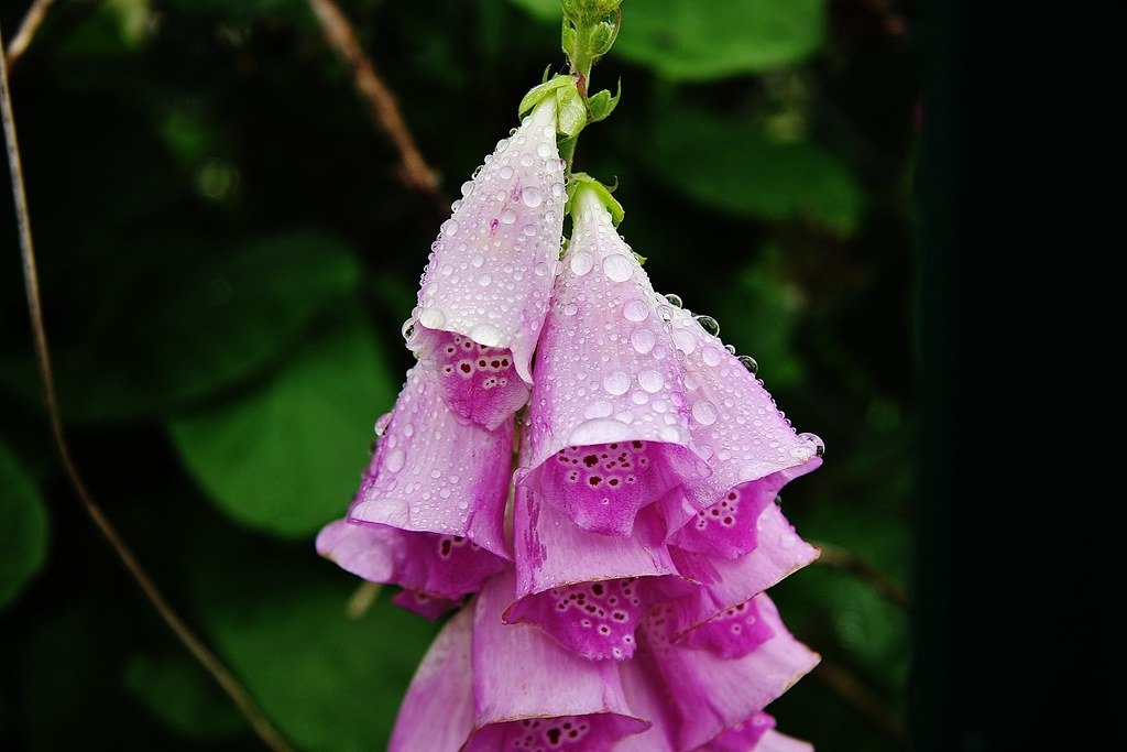Foxglove: Heart Medicine from Fairy Gardens (image credits: flickr)