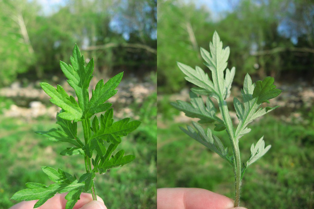 Mugwort: The Dreamer's Herb (image credits: flickr)