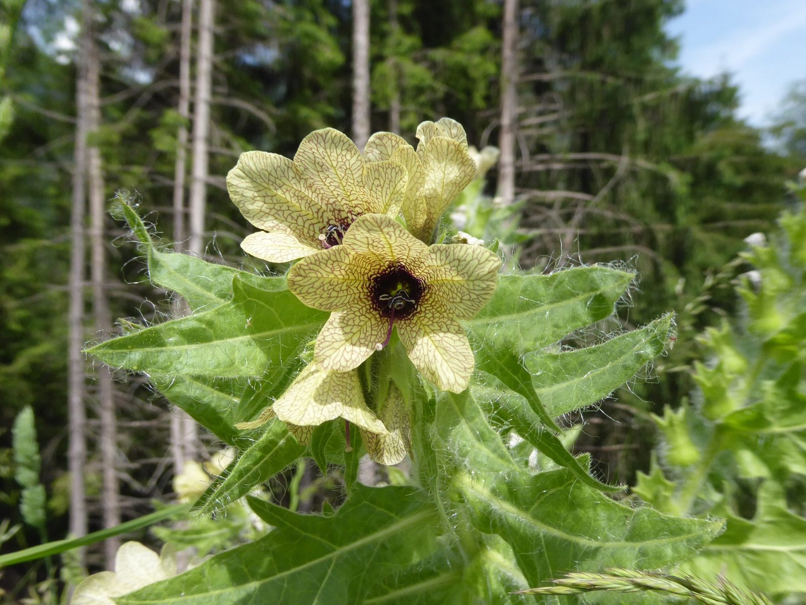 Henbane: The Sorcerer's Sleep (image credits: wikimedia)