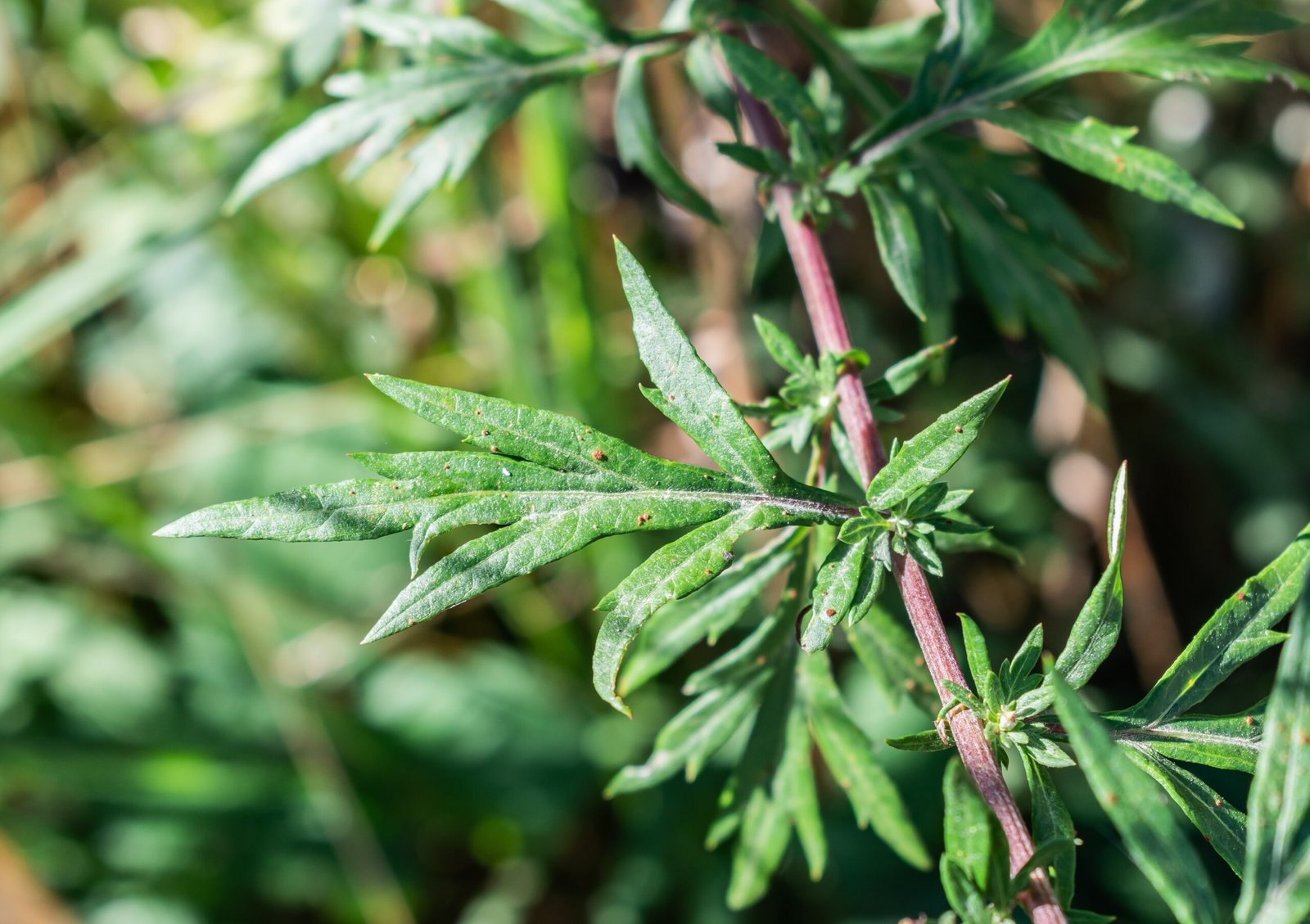 Wormwood: The Green Fairy's Bitter Gift (image credits: wikimedia)