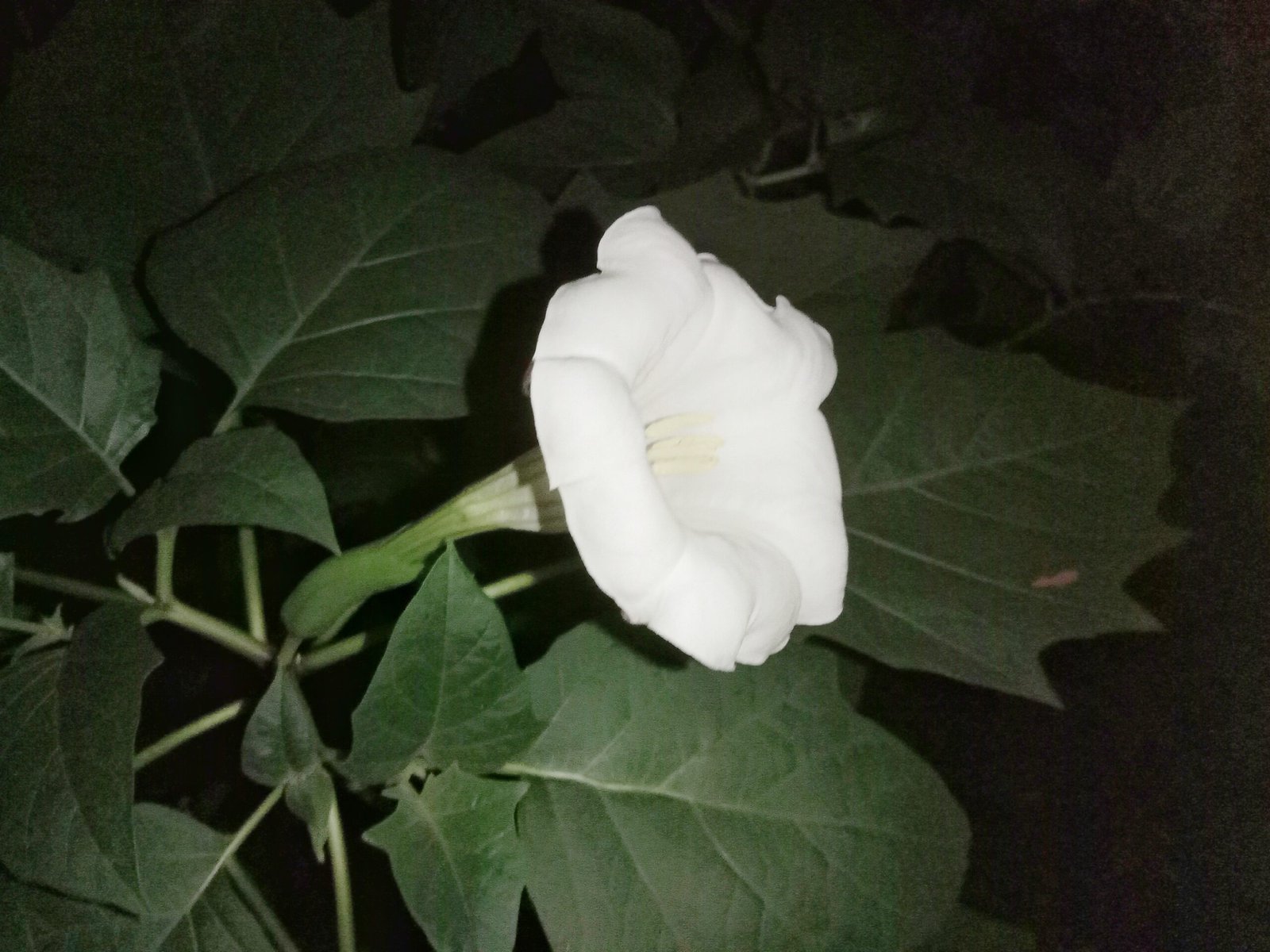 Datura: The Devil's Trumpet (image credits: wikimedia)